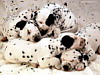 miniatura_Cuccioli1 copia